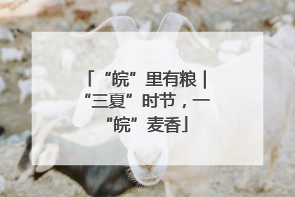 “皖”里有粮｜“三夏”时节，一“皖”麦香