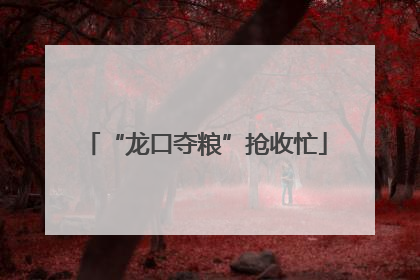 “龙口夺粮”抢收忙