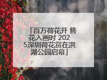 百万荷花开 簪花入画时 2025深圳荷花赏在洪湖公园启幕