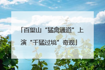 百望山“猛禽通道”上演“千猛过境”奇观