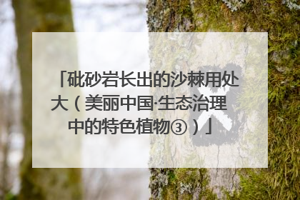 砒砂岩长出的沙棘用处大（美丽中国·生态治理中的特色植物③）