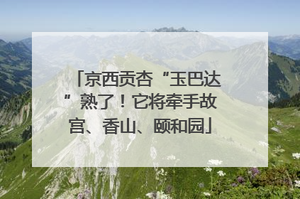 京西贡杏“玉巴达”熟了！它将牵手故宫、香山、颐和园
