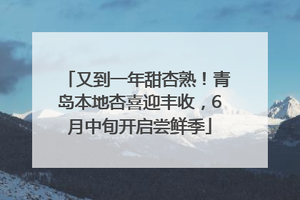 又到一年甜杏熟！青岛本地杏喜迎丰收，6月中旬开启尝鲜季
