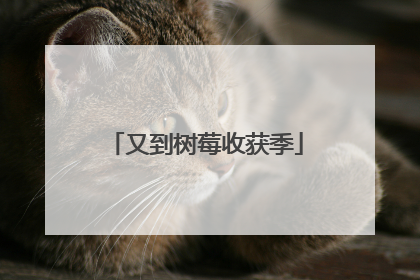又到树莓收获季