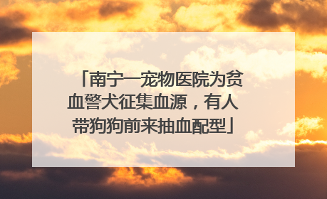 南宁一宠物医院为贫血警犬征集血源，有人带狗狗前来抽血配型