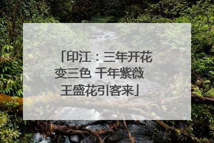 印江：三年开花变三色 千年紫薇王盛花引客来