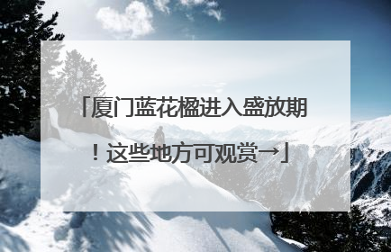 厦门蓝花楹进入盛放期！这些地方可观赏→