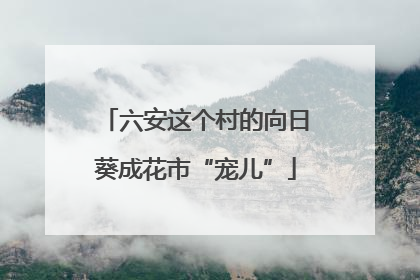 六安这个村的向日葵成花市“宠儿”