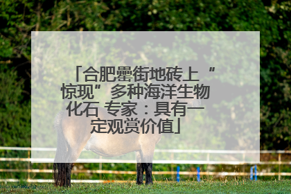 合肥罍街地砖上“惊现”多种海洋生物化石 专家：具有一定观赏价值
