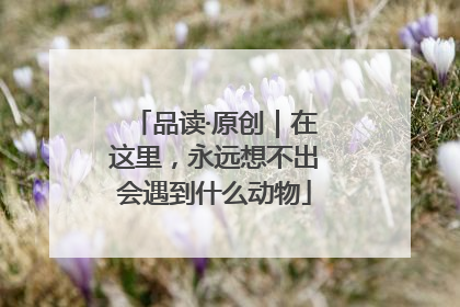 品读·原创｜在这里，永远想不出会遇到什么动物