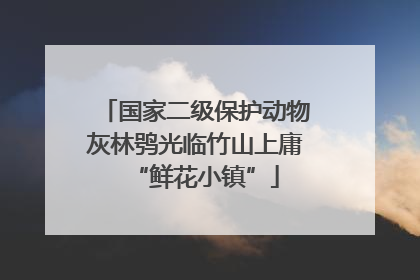 国家二级保护动物灰林鸮光临竹山上庸“鲜花小镇”