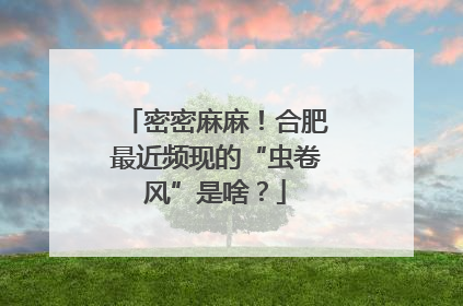 密密麻麻！合肥最近频现的“虫卷风”是啥？