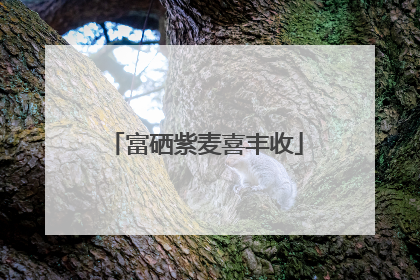 富硒紫麦喜丰收