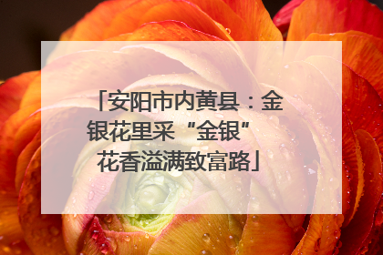 安阳市内黄县：金银花里采“金银” 花香溢满致富路