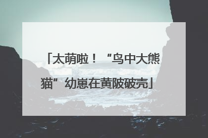 太萌啦！“鸟中大熊猫”幼崽在黄陂破壳