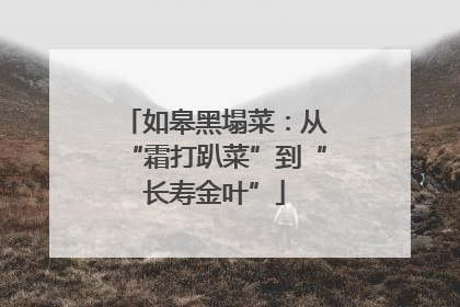 如皋黑塌菜：从“霜打趴菜”到“长寿金叶”