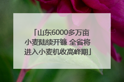 山东6000多万亩小麦陆续开镰 全省将进入小麦机收高峰期