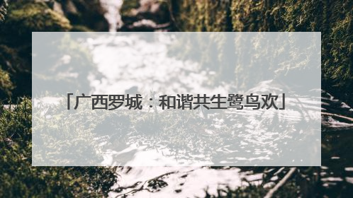 广西罗城：和谐共生鹭鸟欢