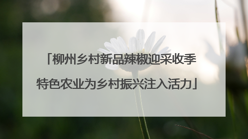 柳州乡村新品辣椒迎采收季 特色农业为乡村振兴注入活力