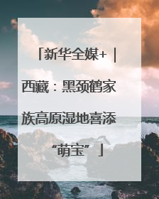 新华全媒+｜西藏：黑颈鹤家族高原湿地喜添“萌宝”