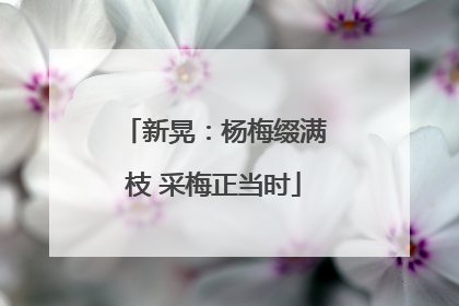新晃：杨梅缀满枝 采梅正当时