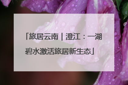 旅居云南｜澄江：一湖碧水激活旅居新生态