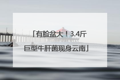 有脸盆大！3.4斤巨型牛肝菌现身云南