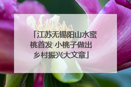 江苏无锡阳山水蜜桃首发 小桃子做出乡村振兴大文章