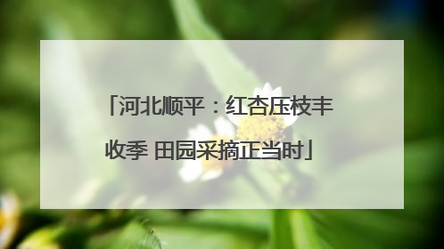 河北顺平：红杏压枝丰收季 田园采摘正当时