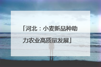 河北：小麦新品种助力农业高质量发展