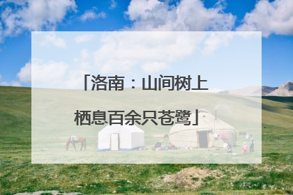 洛南：山间树上栖息百余只苍鹭