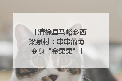 清徐县马峪乡西梁泉村：串串葡萄变身“金果果”