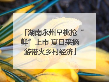 湖南永州早桃抢“鲜”上市 夏日采摘游带火乡村经济
