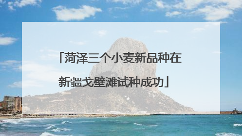 菏泽三个小麦新品种在新疆戈壁滩试种成功