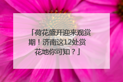 荷花盛开迎来观赏期！济南这12处赏花地你可知？