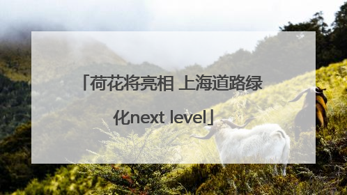荷花将亮相 上海道路绿化next level