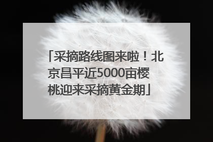 采摘路线图来啦！北京昌平近5000亩樱桃迎来采摘黄金期