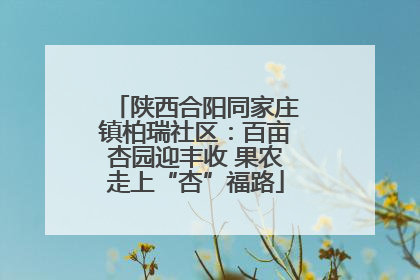 陕西合阳同家庄镇柏瑞社区：百亩杏园迎丰收 果农走上“杏”福路