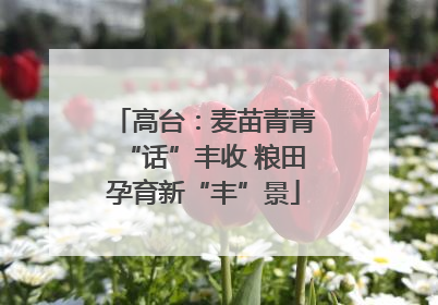 高台：麦苗青青“话”丰收 粮田孕育新“丰”景